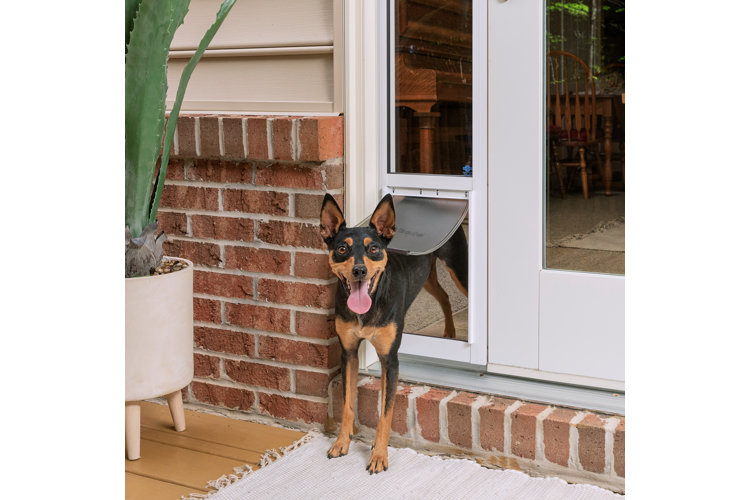 Dog door shop step over height